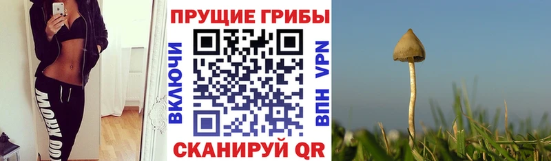 Псилоцибиновые грибы прущие грибы  закладка  Нурлат 